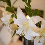 Amalia Corfu - Adults Only Szálloda 3*