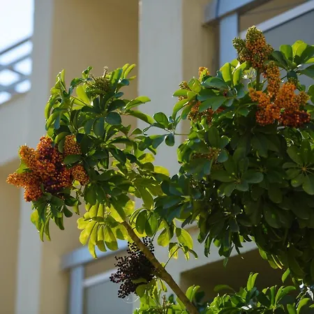 Amalia Corfu - Adults Only Kato Korakiana